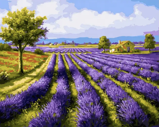 Champ de Lavande